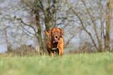 DOGUE DE BORDEAUX 131